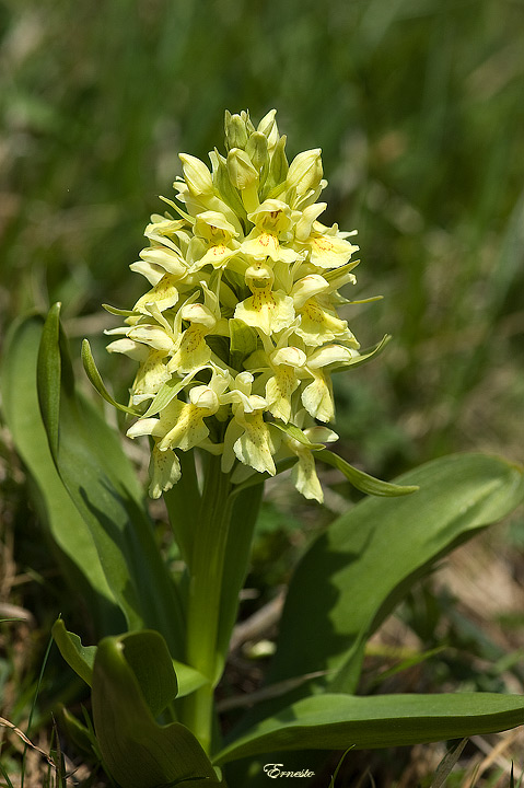 fiori da identificare